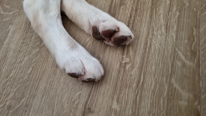 Close-up of a white dog's freshly trimmed front paws and nails on a wooden floor
