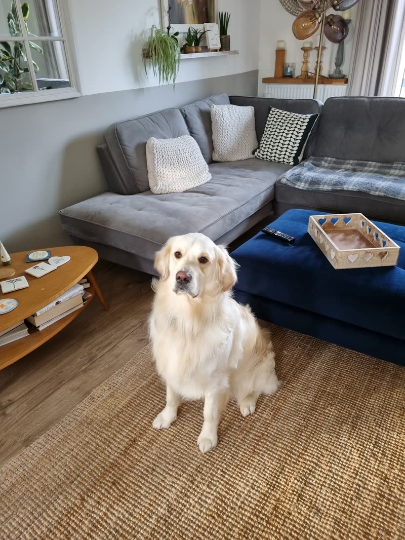 A golden retriever sitting on a jute rug in a bright living room