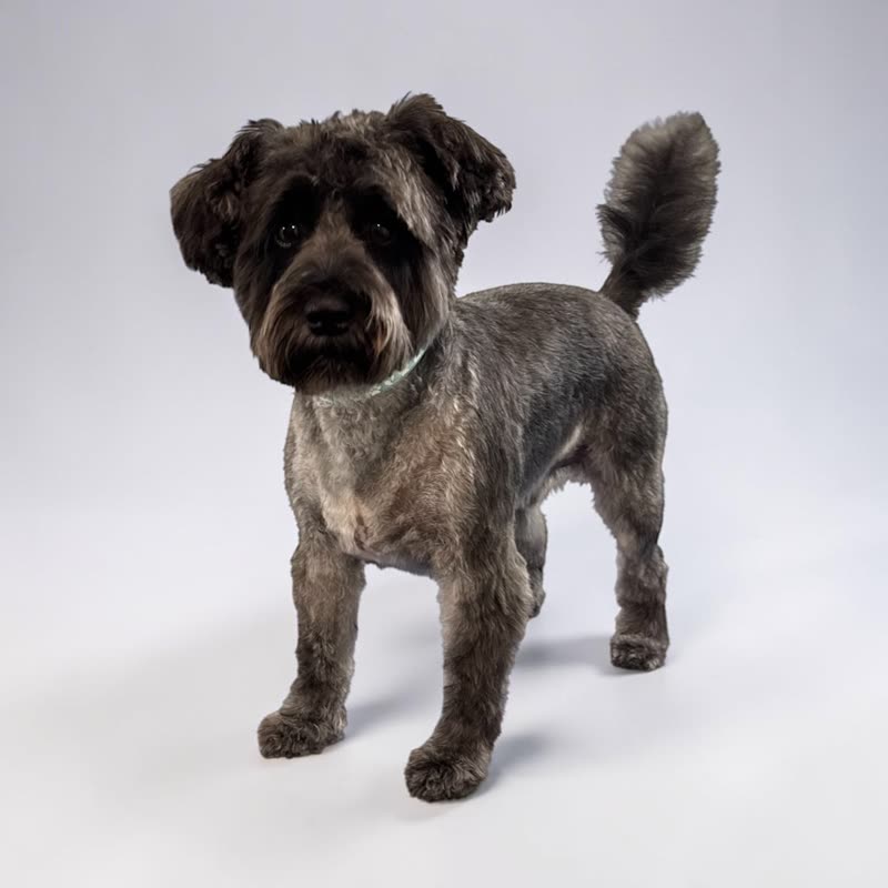 A freshly groomed grey-black scruffy terrier standing against a white studio backdrop