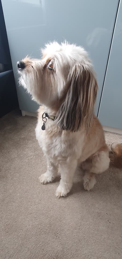 A cream and tan long-haired small dog with a freshly trimmed coat, looking up
