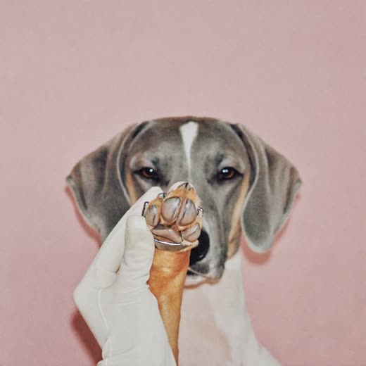 A dog's paw held for a nail trim