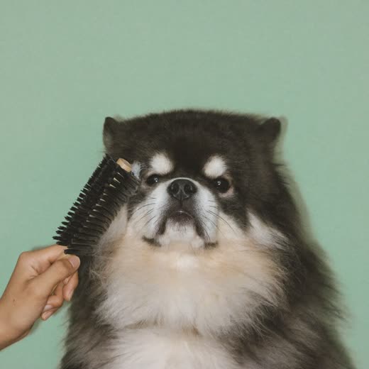 A dog being brushed to remove loose undercoat