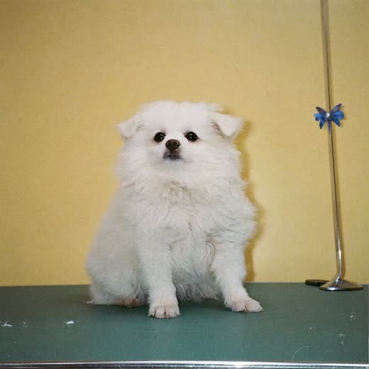 A young puppy sitting on a grooming table